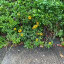 thedraughtofpeace avatar