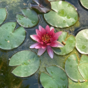 theesteemedladydebourgh avatar