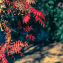 thefaceofthemoon avatar