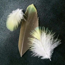 thefeatherdiaries avatar