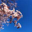 thefebruaryfriday avatar