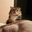 thefelineheirself avatar