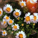 theflowerdream1975 avatar