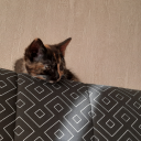 theflowerinblue avatar