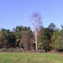 thefoxandtheflower avatar