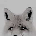 thefoxnet avatar