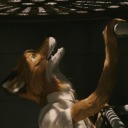 thefoxwell avatar