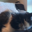 thefreakwiththewings avatar