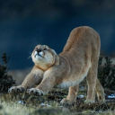 thegirlinmydreams avatar