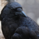 thegreatlegion avatar