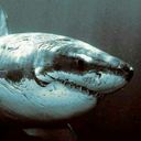 thegreatwhite avatar