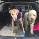 thegreytdiary avatar