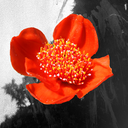 thehaemanthus avatar