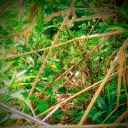 thehaintwitch avatar