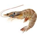 thehappiestshrimp avatar