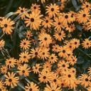 thehardesthue avatar