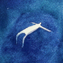 theheartbreak-prince avatar