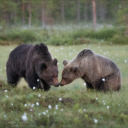 thehurryandtheharm avatar