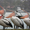thehypotheticalpelican-blog avatar