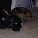 thekindestdays avatar