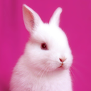 thelastpinkbunny avatar