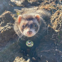 thelifeofmyferrets avatar