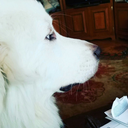 thelillyofthealley avatar