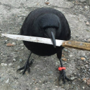 thelionprince avatar