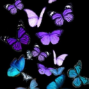 thelittlefirepup avatar