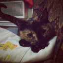 thelittlelosttimelord avatar