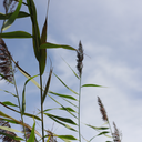 thelittlmermaid3-blog avatar