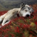 themadnessthatconsumedyou avatar