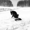 themagicmorso avatar