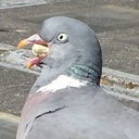 themajesticllama avatar