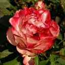 themajesticunicorn avatar