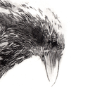 themichaelgodwin avatar