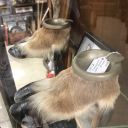 themomoflight avatar