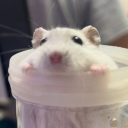 themoonstolemytea avatar