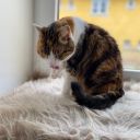 themoonthatfellinlovewiththesun avatar