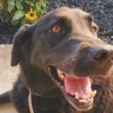 themothmanapologist avatar