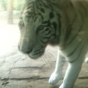 themusic1ives avatar