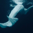 themysteriousmermaid avatar