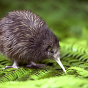 thenewkiwi avatar