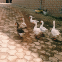 thenigerianstoryteller avatar