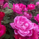 theninjafaerie avatar