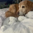 thenorthremembering avatar