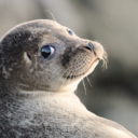 thenutsuccer69 avatar