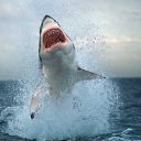 theoceanisfuckingscary avatar