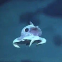 theokcephalopod avatar