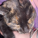 theonewiththefrogs avatar